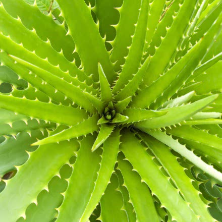 Prodotti a base di Aloe vera