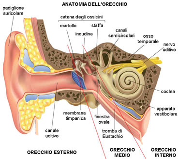 Struttura dell'orecchio