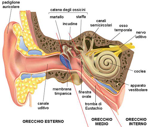 Struttura dell'orecchio