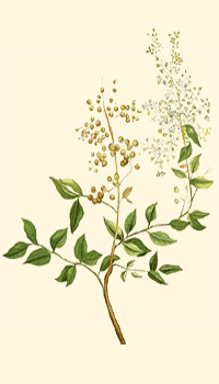 Henn (Lawsonia inermis)